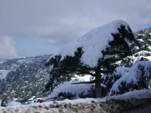 Les montagnes de Chréa