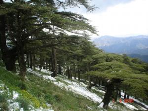 Verdure des forêts de Chréa