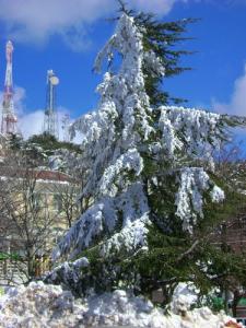 Chréa sous la neige