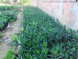 Culture en Pot à Blida