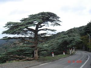 Sur la route de Chrea