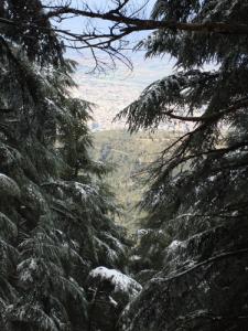 LA neige sur les arbres de Chrea