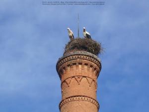 Nid de Cigognes au sommet d'un Minaret à Bougara