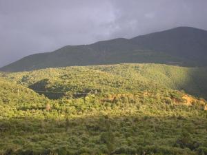 LA forêt illuminée de Chiffa