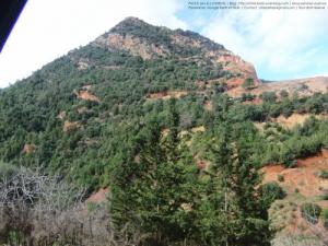 Les Vertes Forêts de Hammam Melouane
