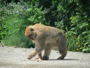 Un Magot entrain de jouer à Chiffa