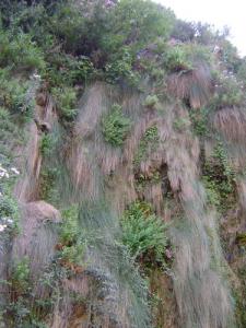 Vegetation de la Chiffa