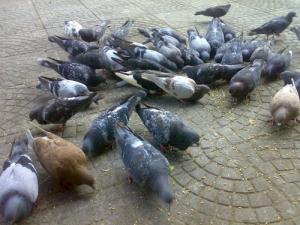 Place des Pigeons à Blida