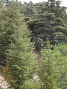 Foret de Chreah (Wilaya de Blida)