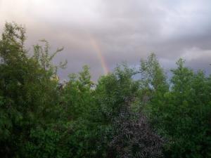 Arc en Ciel sur la forêt de Chréa