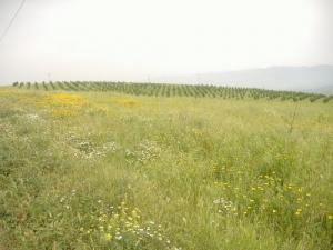 Paysage d'El Affroun