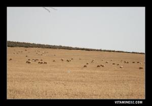 حقول زراعية بضواحي سيدي صافي (بلدية بني صاف)