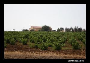 مزرعة من العهد الإستعماري متواجدة بين عين طلبة و سيدي صافي