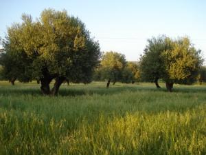 OLIVIERS - AZZEMOUR - RAFFOUR - BOUIRA