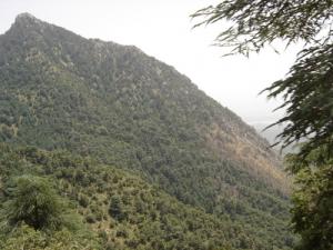 Une Foret de Sapin-Tikjda