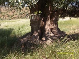 Olivier d'Ahl EL KSar, Bouira, Algerie