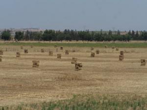 Champ agricole dans la région d'El Asnam