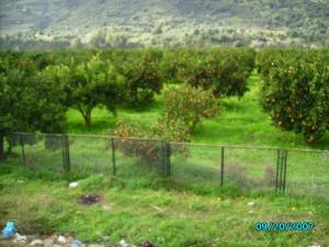 Les plantages d'orangers de Kadiria, Bouira