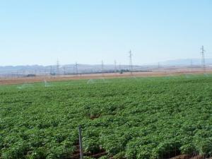 Culture de la pommes de terre