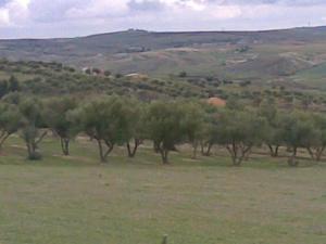 Culture arboricole dans la commune de Khebouzia