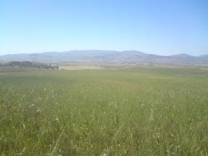 Champ agricole aux abords de Bouira