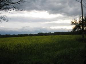 Vallée de Moutarde sauvage à Tikjda