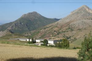 Champs moissonnés aux abords de Bouira