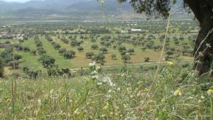 Plantation d'Oliviers à Bouira