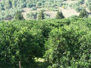 Les Champs d'orangers aux abords de Bouira