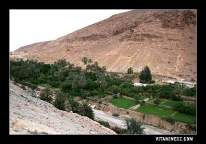 واحة نخيل بضواحي وادي بوسعادة