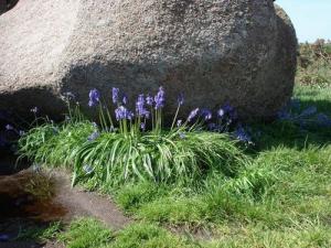Echantillon de Fleurs à Ouzouaghen
