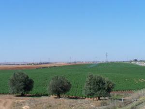 Champ de Pomme de Terre aux abords de Bouira