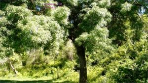 Verdure de Ben Haroun