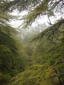 Échantillon de flore de Tikejda