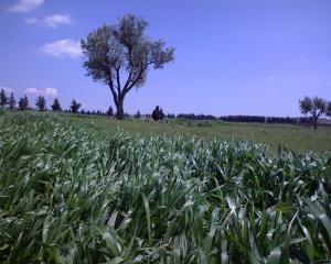 Champs agricoles aux alentours de Bouira