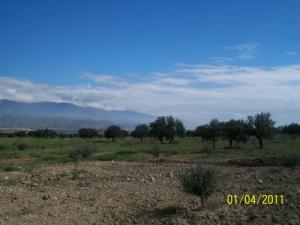 Champ d'Oliviers aux abords de Bouira