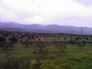 Arboriculture aux alentours de Bouira