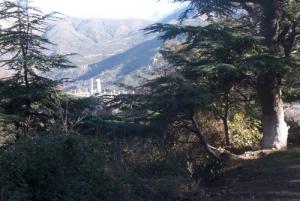 Les Forêts de Bouira