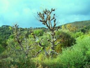 Verdure aux alentours de Bouira