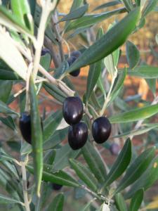 Culture d'Olives à Bouira