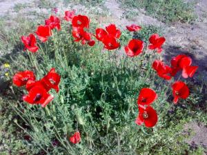 Coquelicots de Bouira