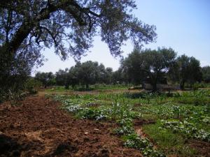 Champ agricole aux abords de Bouira