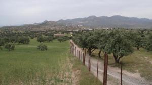 Champ d'Oliviers aux alentours de Bouira