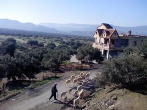 Troupeau de moutons dans un village périphérique de Bouira
