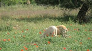 Une prairie de Tazribt