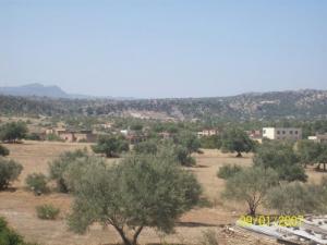 Champ d'Olivier à Ouzouaghen (Wilaya de Bouira)
