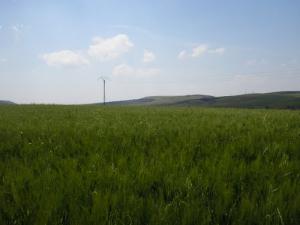Champs de blé à Ain el Hadjar