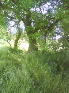 Verdure autour de Bouira