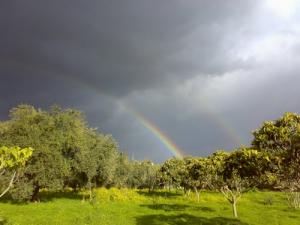 Une plantation d'arbres à Bouira