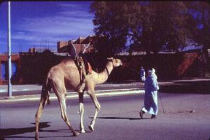 Un Bédouin de Tamanrasset